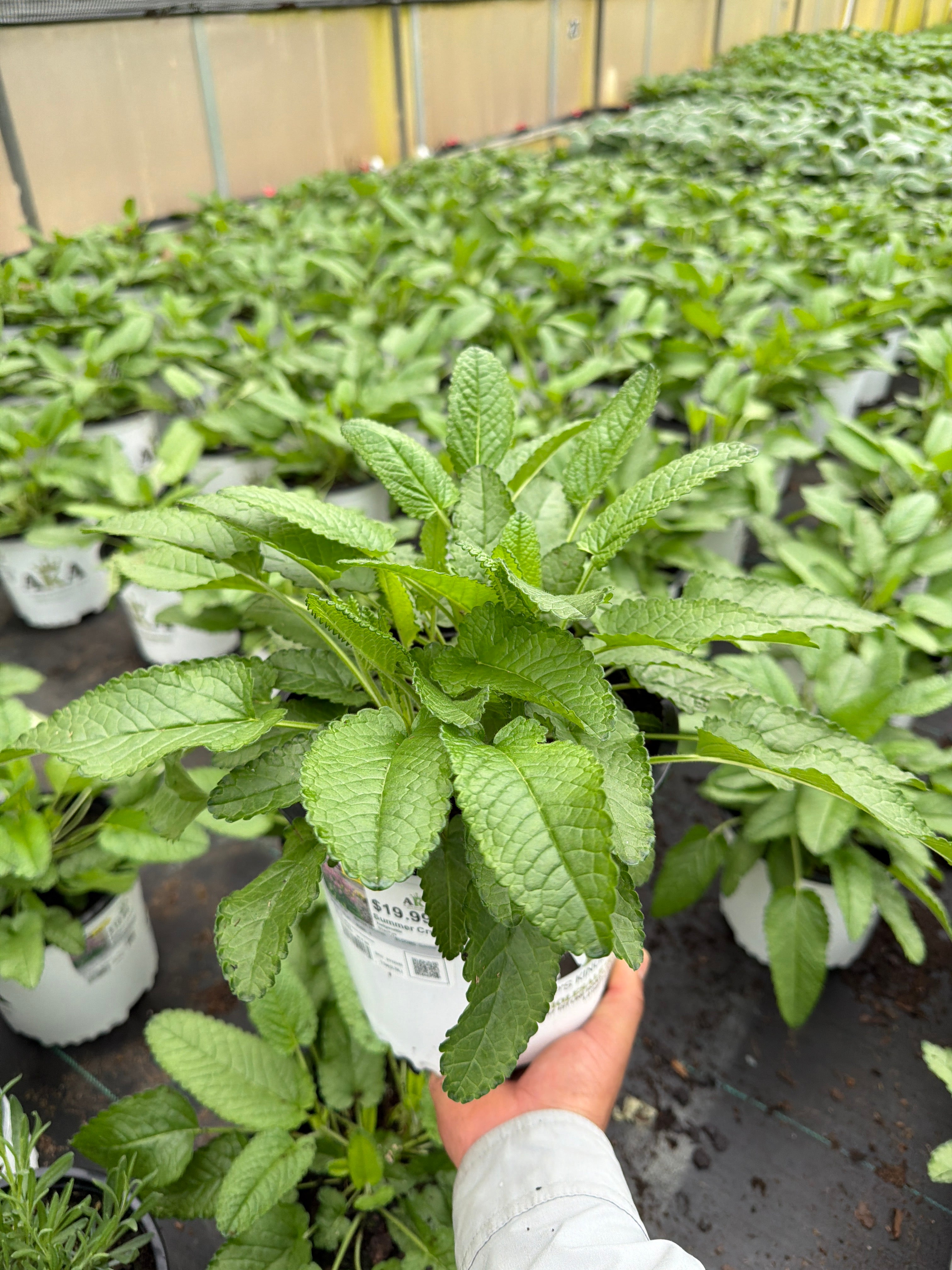 Stachys Hedgenettle Summer Crush