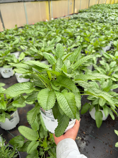 Stachys Hedgenettle Summer Crush