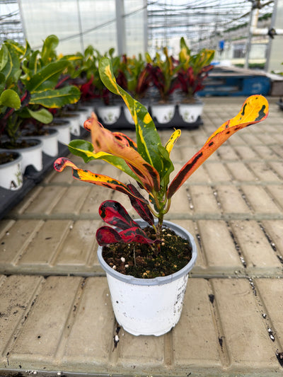 Mammy Croton - Codiaeum - 4" Pot