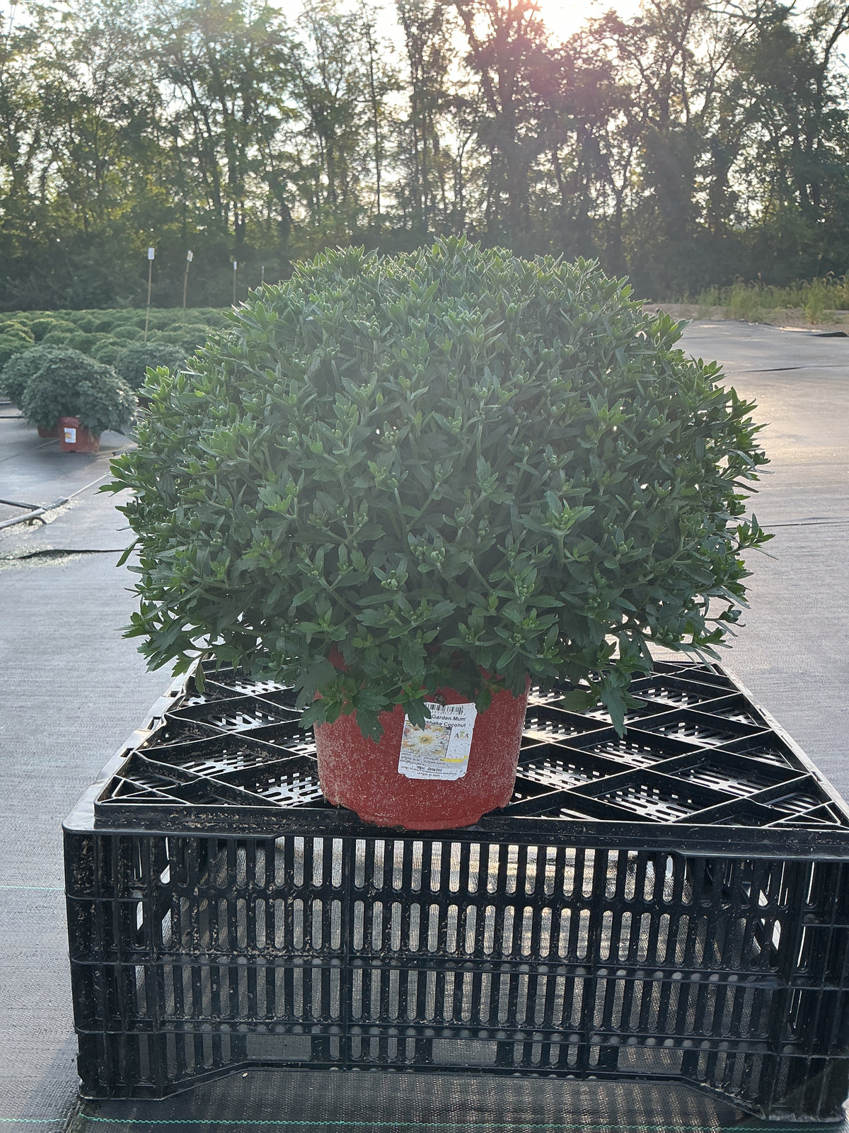 Alpine White - 8"x6" Potted Garden Mum