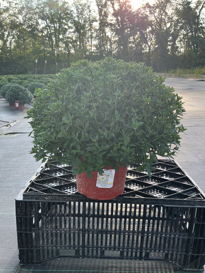 Alpine White - 8"x6" Potted Garden Mum