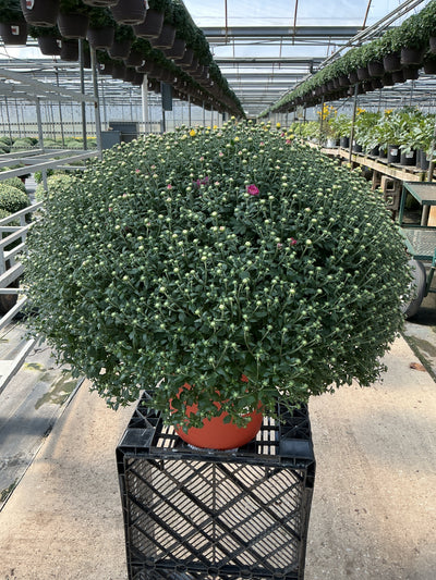 Jacqueline Tricolor (Mix 1) - 12" Deco Pot Garden Mum