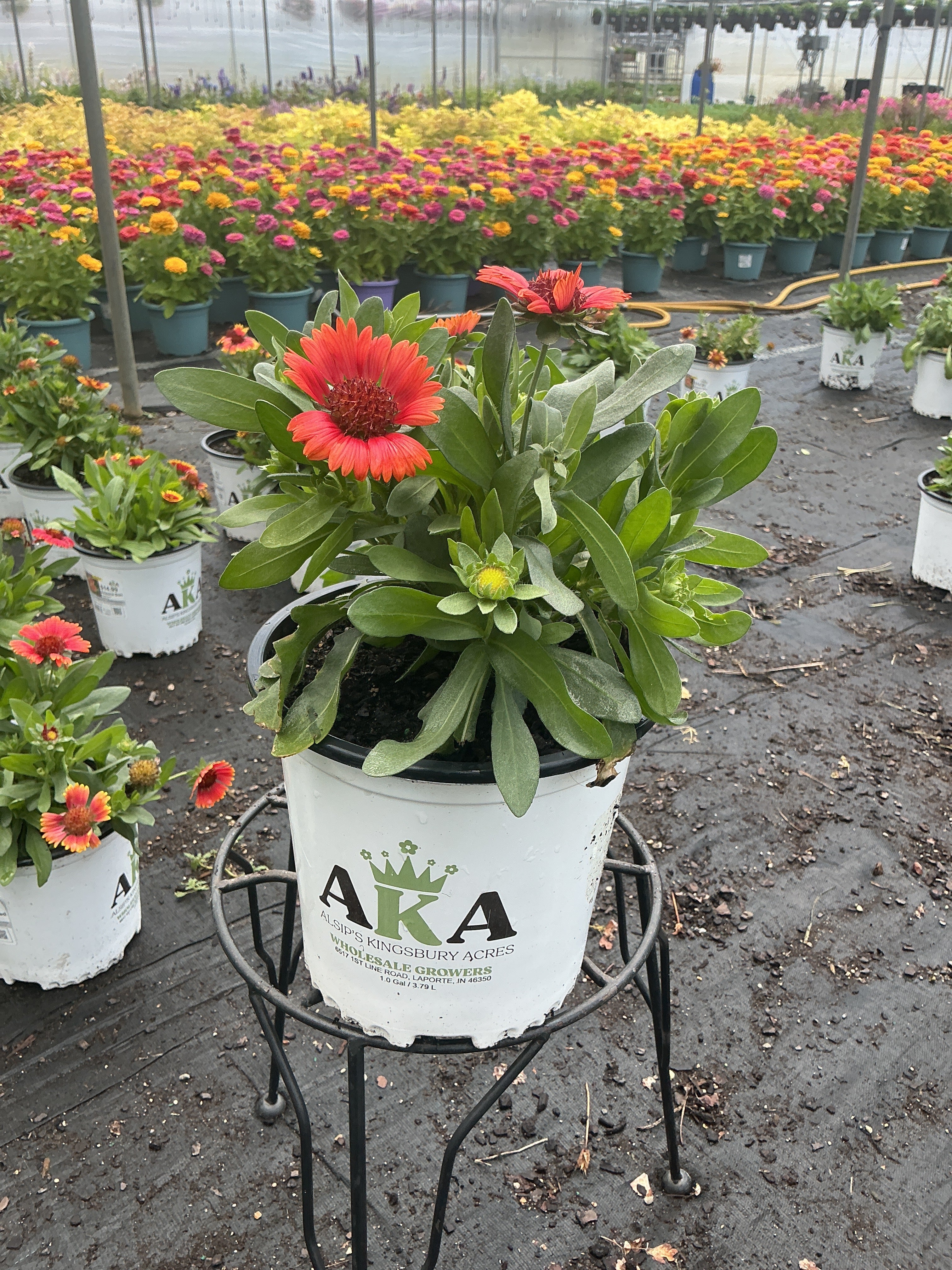 Gaillardia Blanket Flower Spintop Red