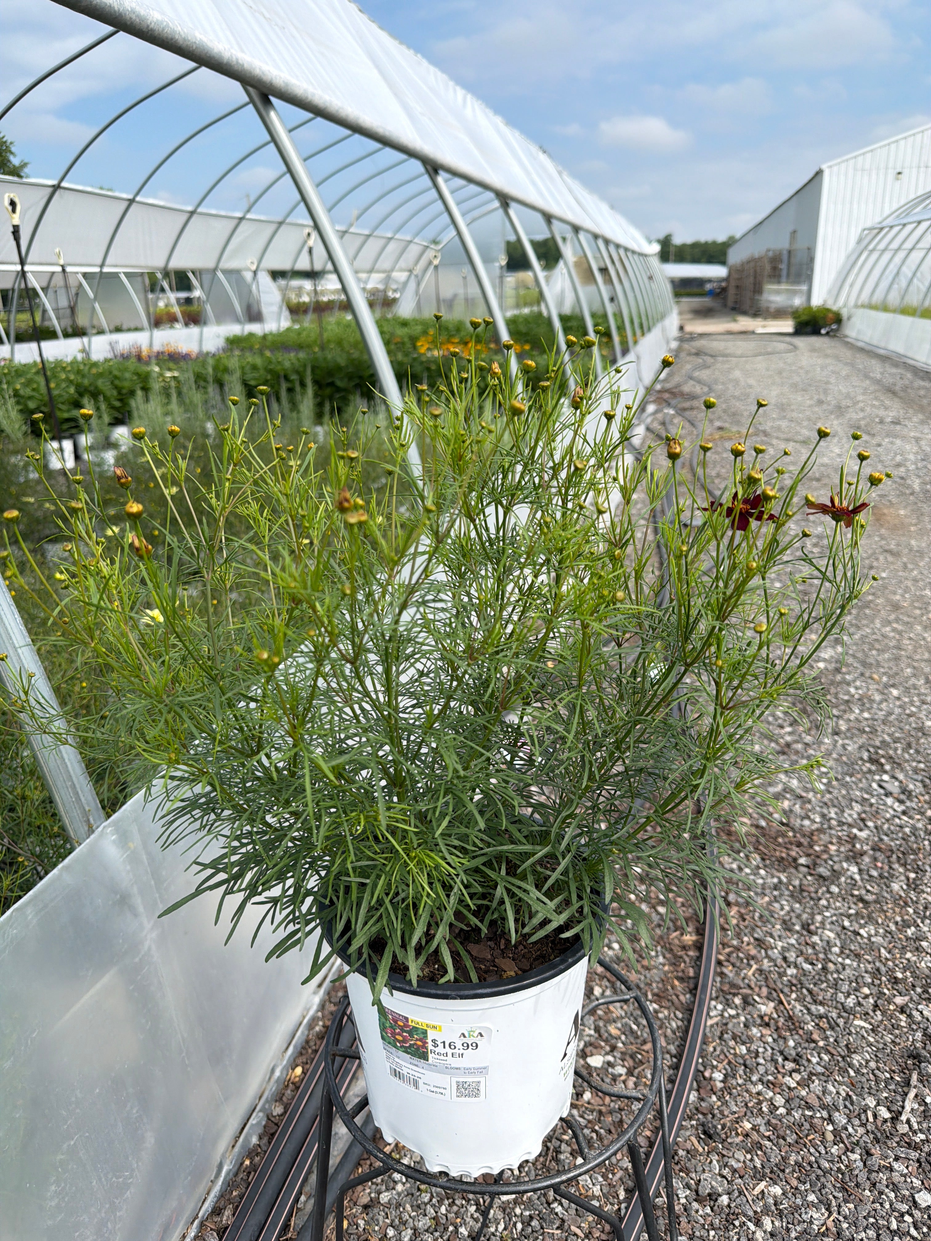 Coreopsis Tickseed Red Elf