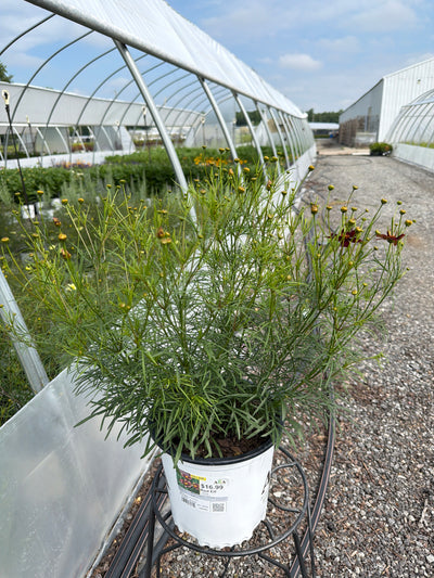 Coreopsis Tickseed Red Elf