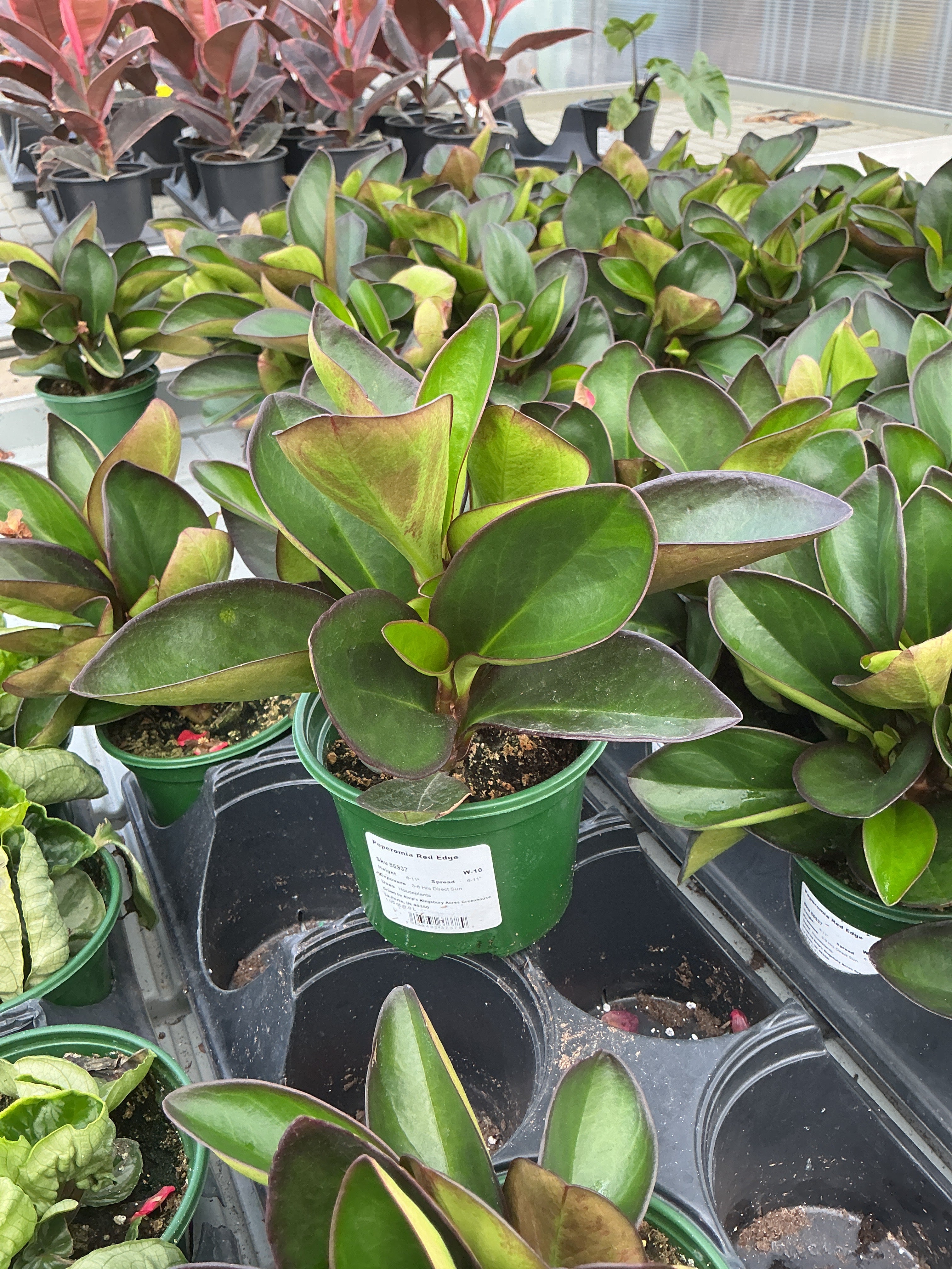 Peperomia Red Edge