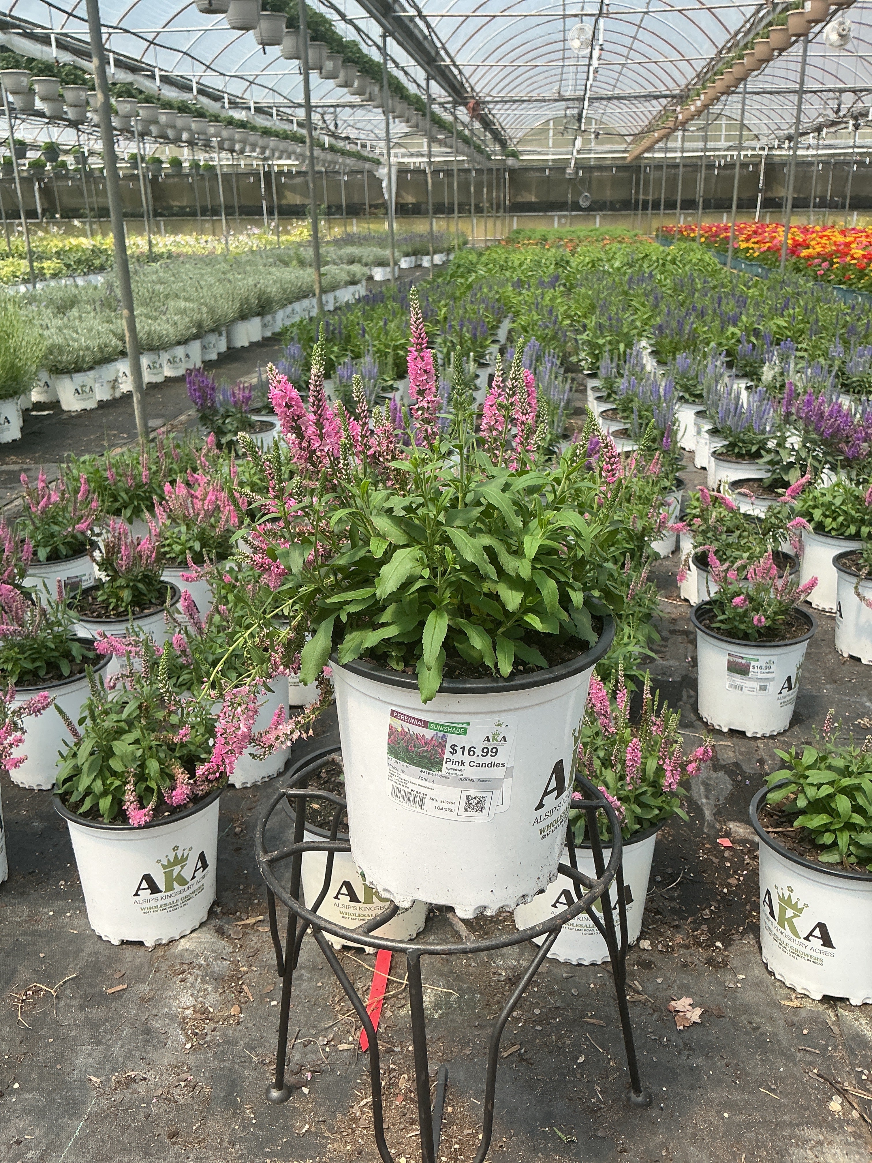 Veronica Speedwell Pink Candles