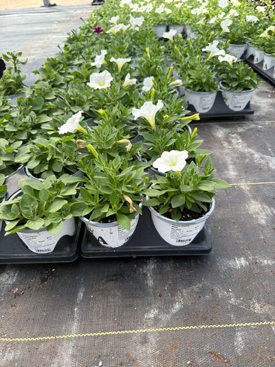 Petunia Starlet White - 4.33" Premium Annual