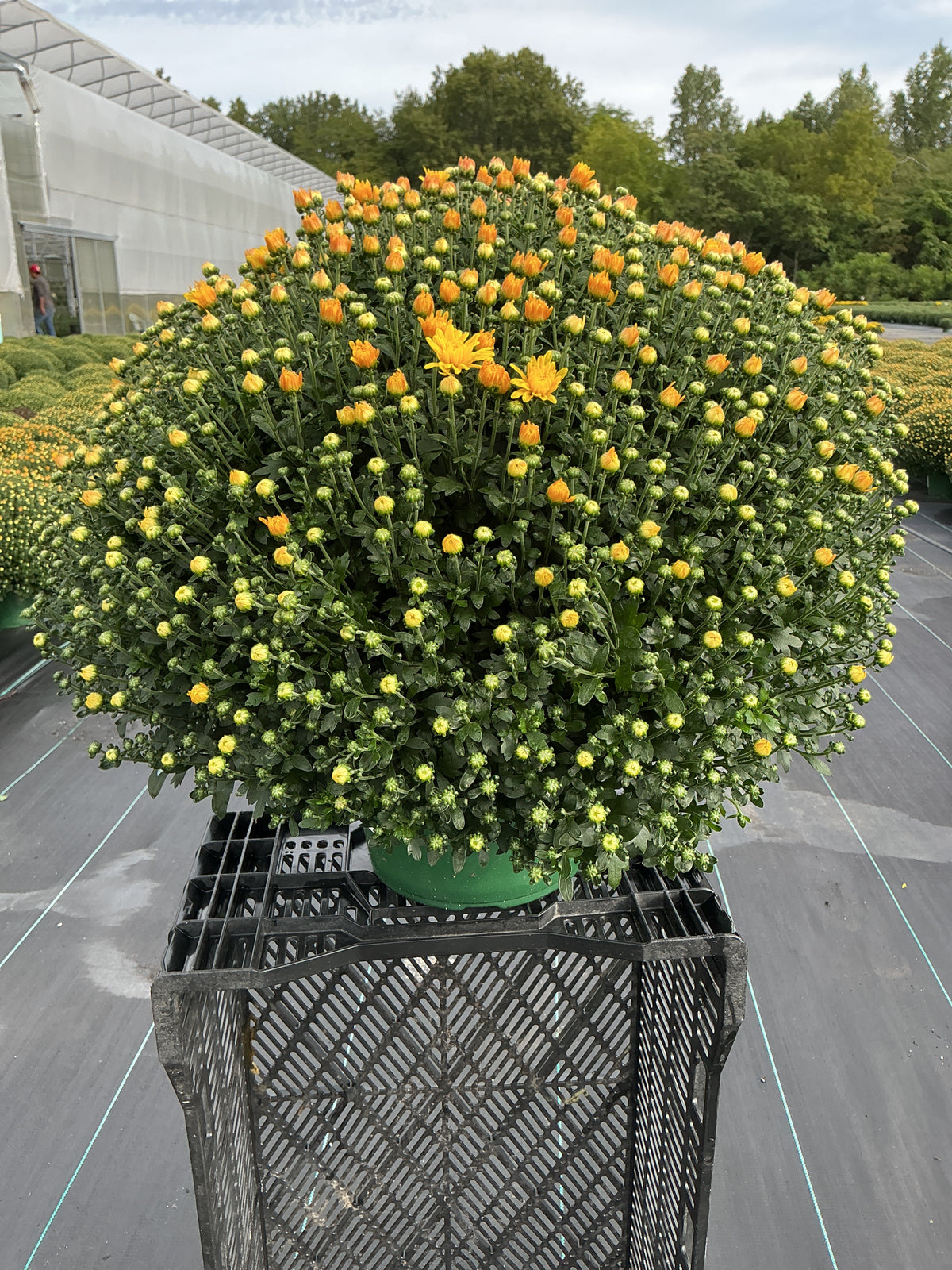 Tribeca Yellow - 9"x6" Potted Garden Mum