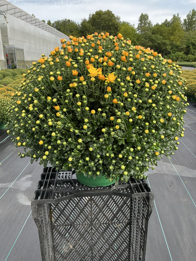 Tribeca Yellow - 9"x6" Potted Garden Mum
