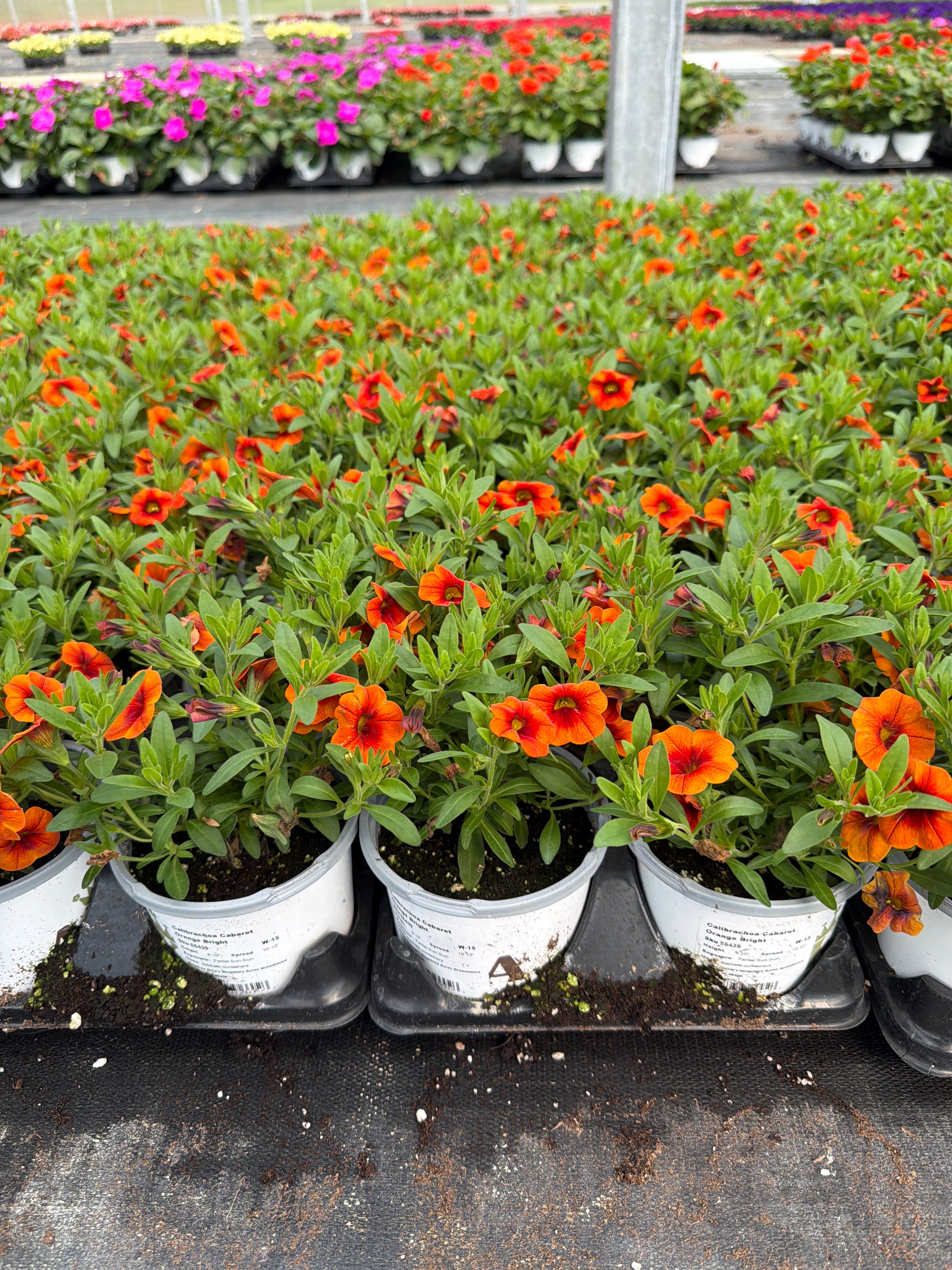Calibrachoa Cabaret Orange Bright - 4.33" Premium Annual