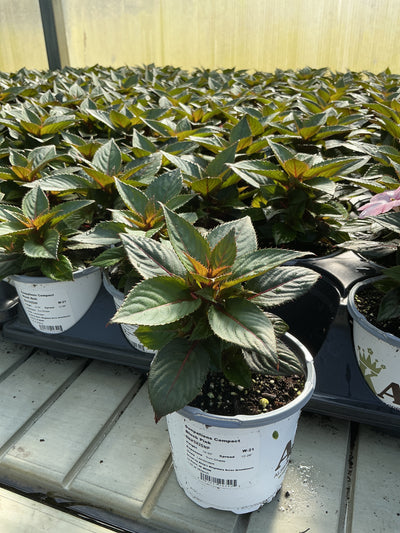 SunPatiens Blush Pink - 4.33" Premium Annual