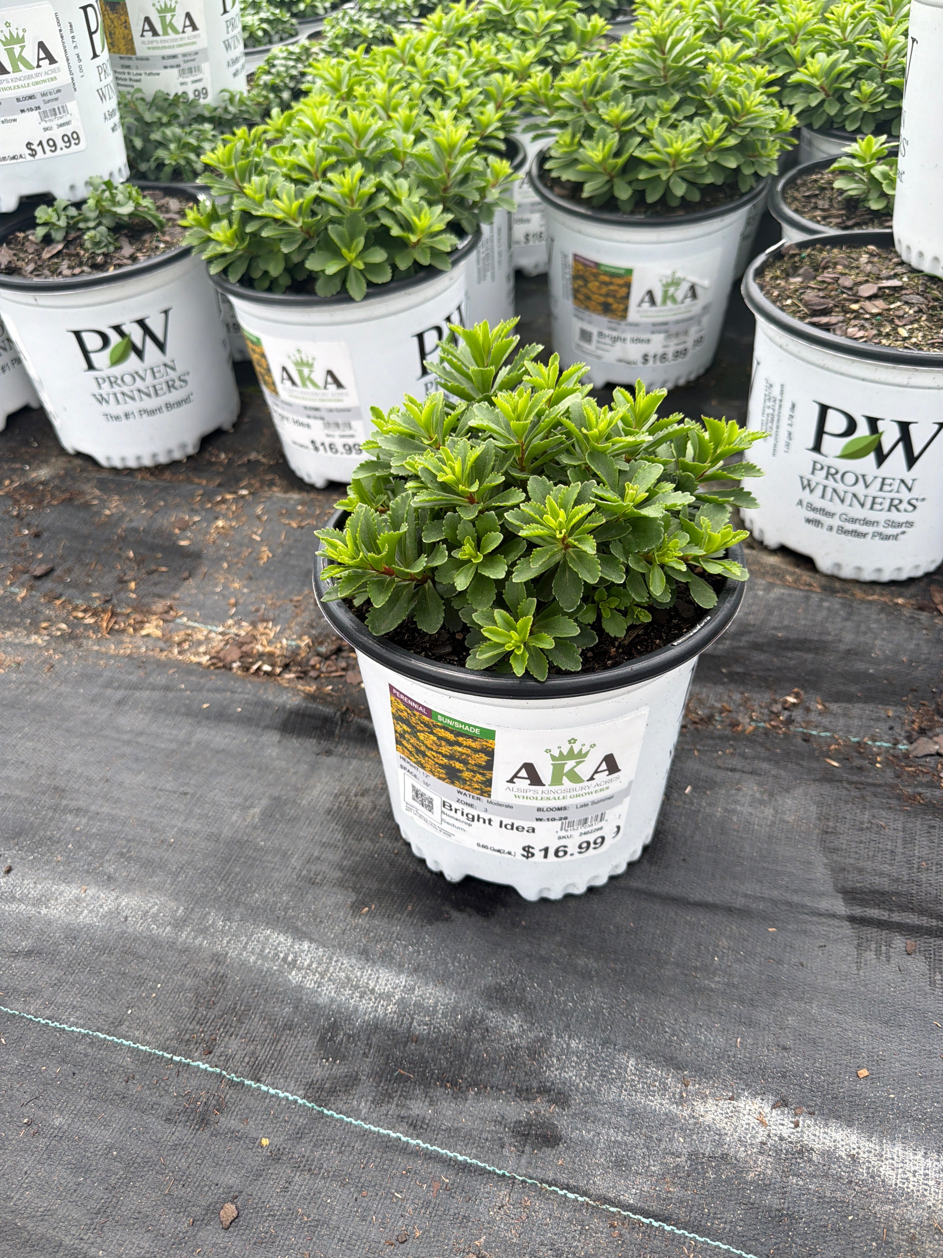 Sedum Stonecrop Rock'n Round Bright Idea - 6" Perennial