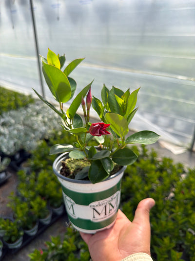 Dipladenia Madinia Deep Red - 5" Premium Annual
