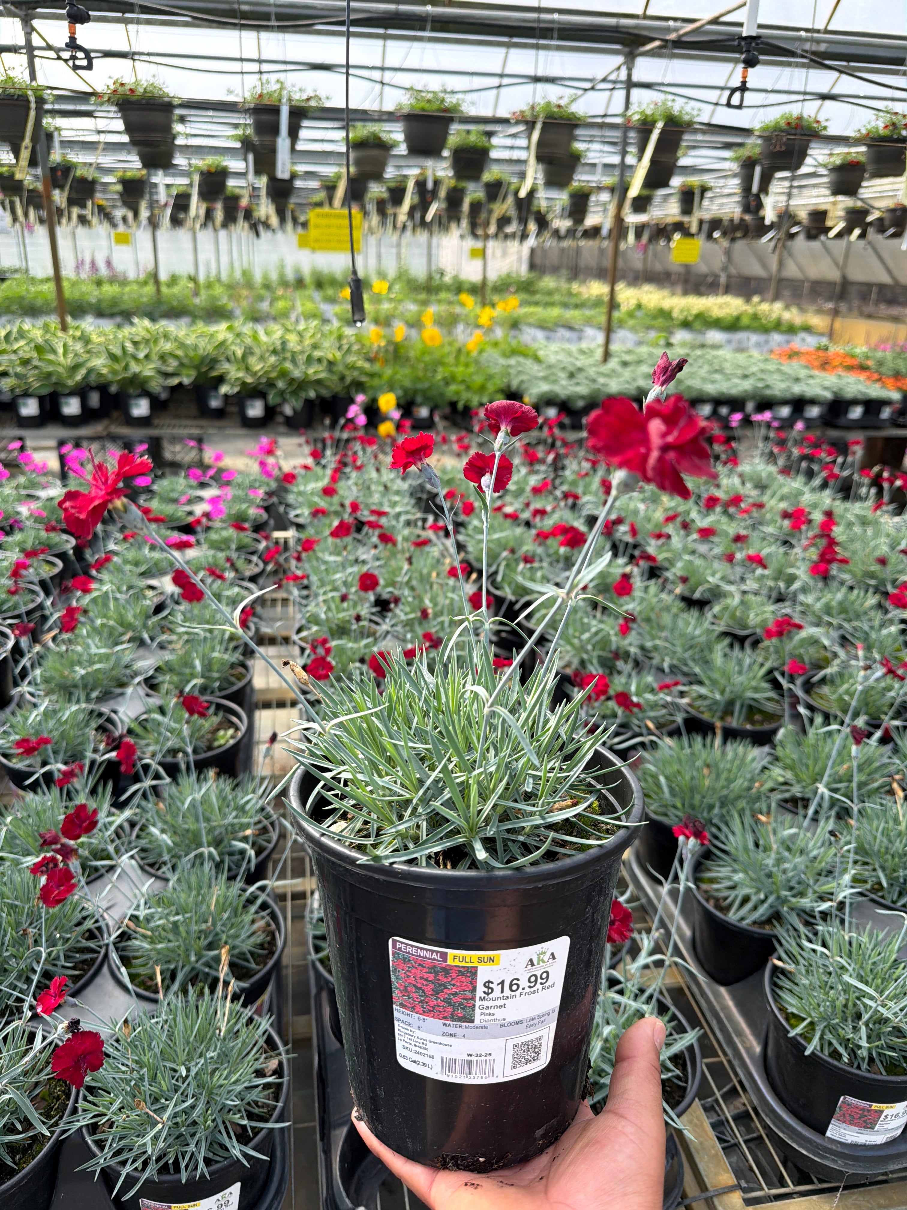 Dianthus Mountain Frost Red Garnet