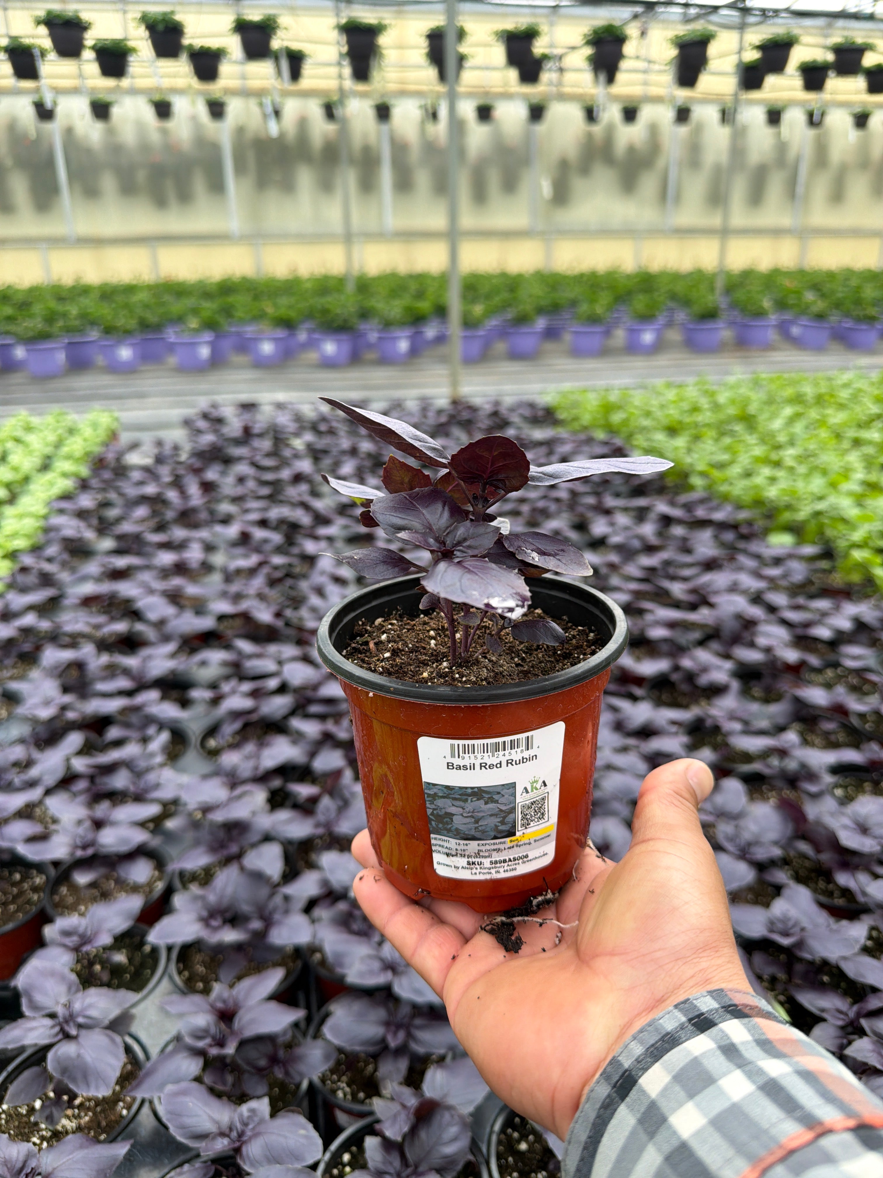 Basil Red Rubin - 4.33" Potted Herb