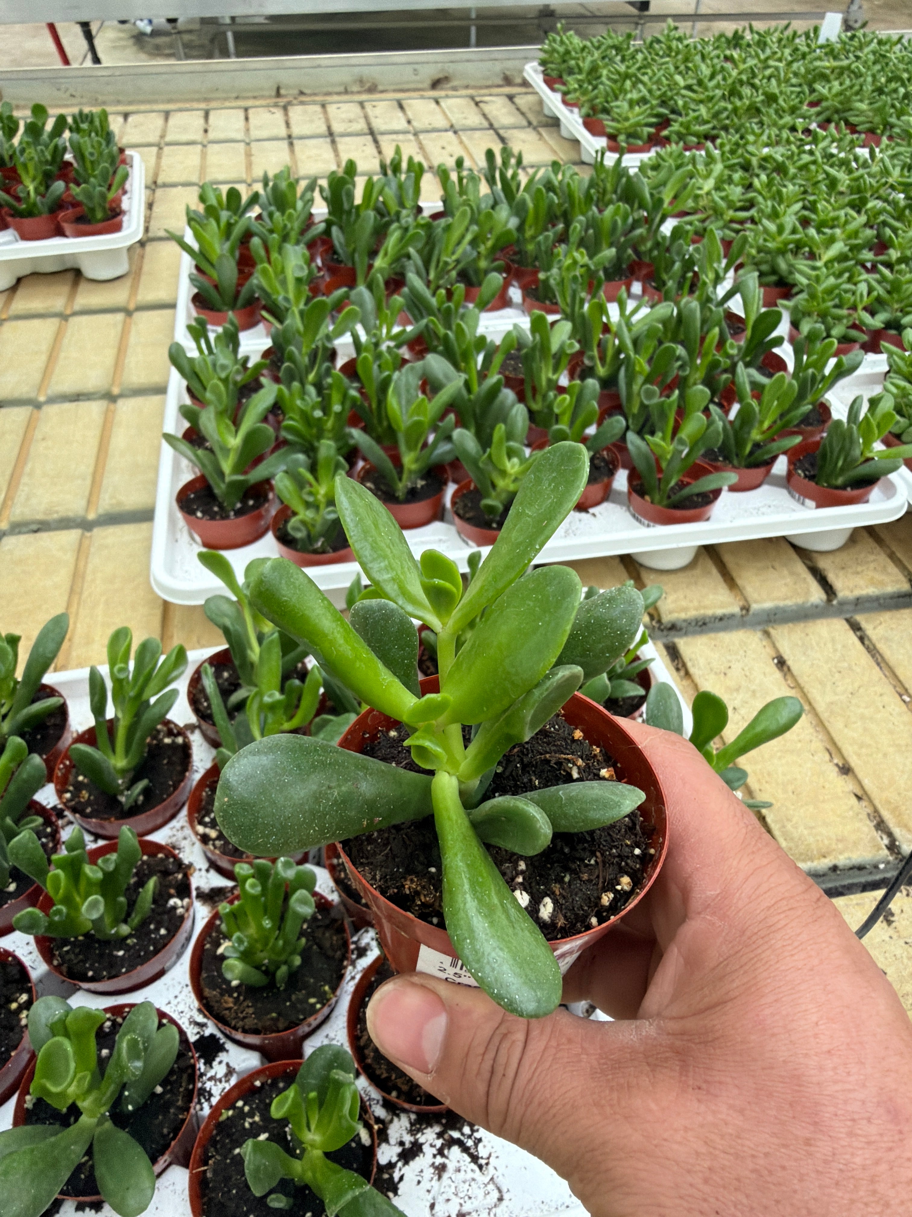 Crassula ovata Hobbit - 2.5" Succulent
