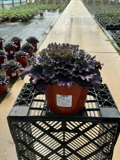 Osaka IQ Red Ornamental Kale - 8" Fall Annuals