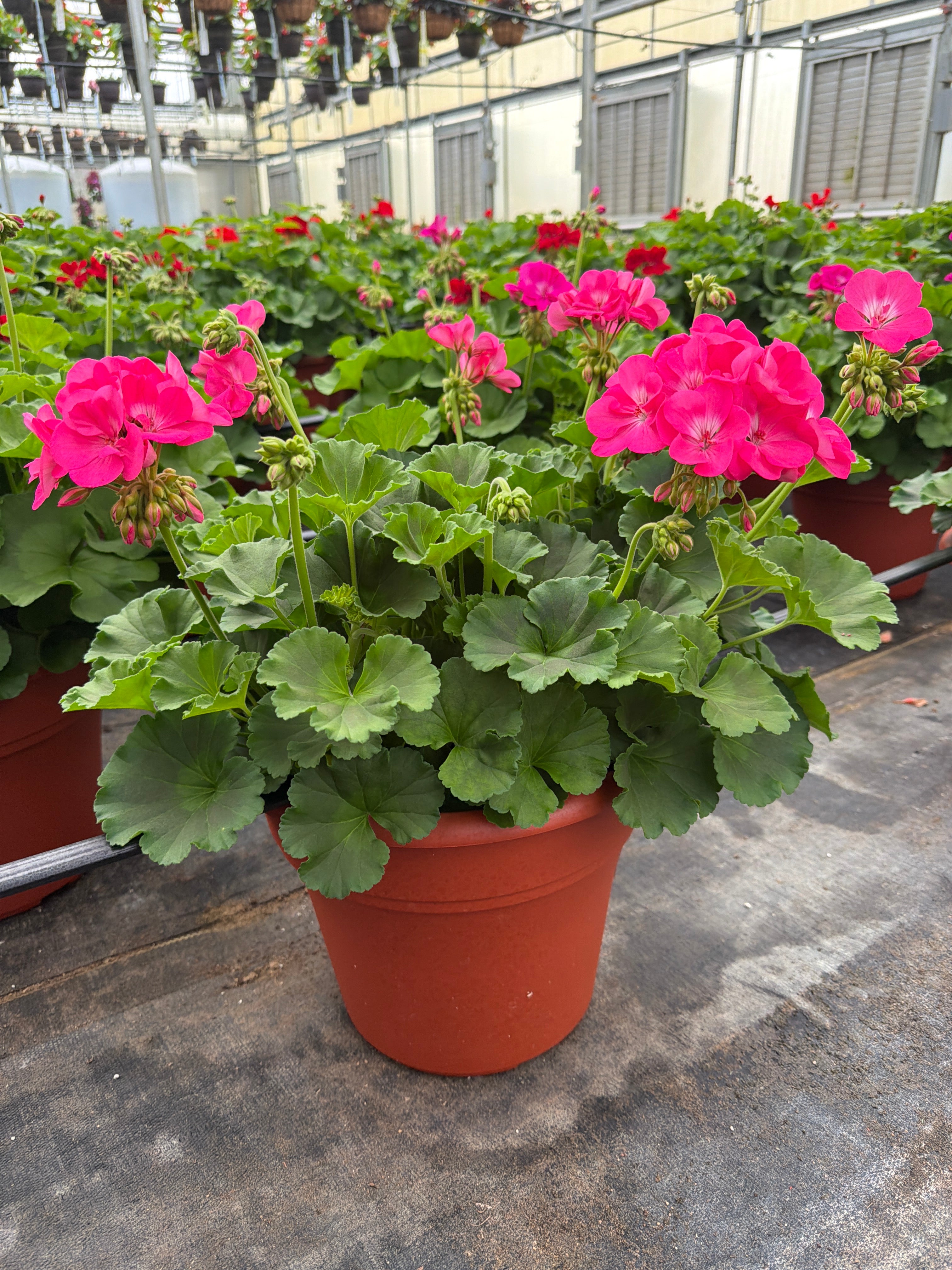 Geranium Dynamo Pink Hot - 12" Planter