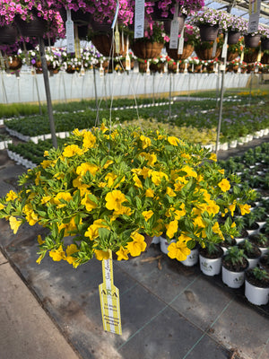 Calibrachoa Cabaret Yellow - 11" Hanging Basket