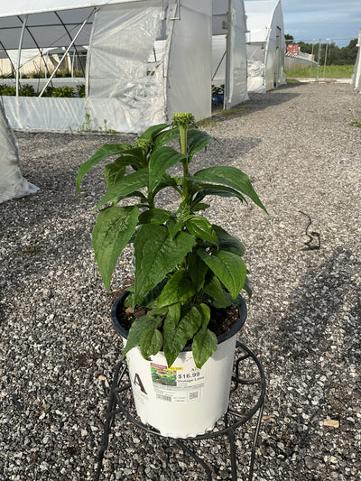 Echinacea Coneflower Prarie Blaze Vintage Lime