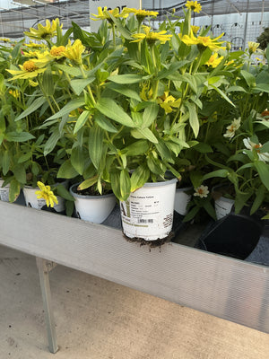 Zinnia Zahara Yellow  - 4.33" Premium Annual