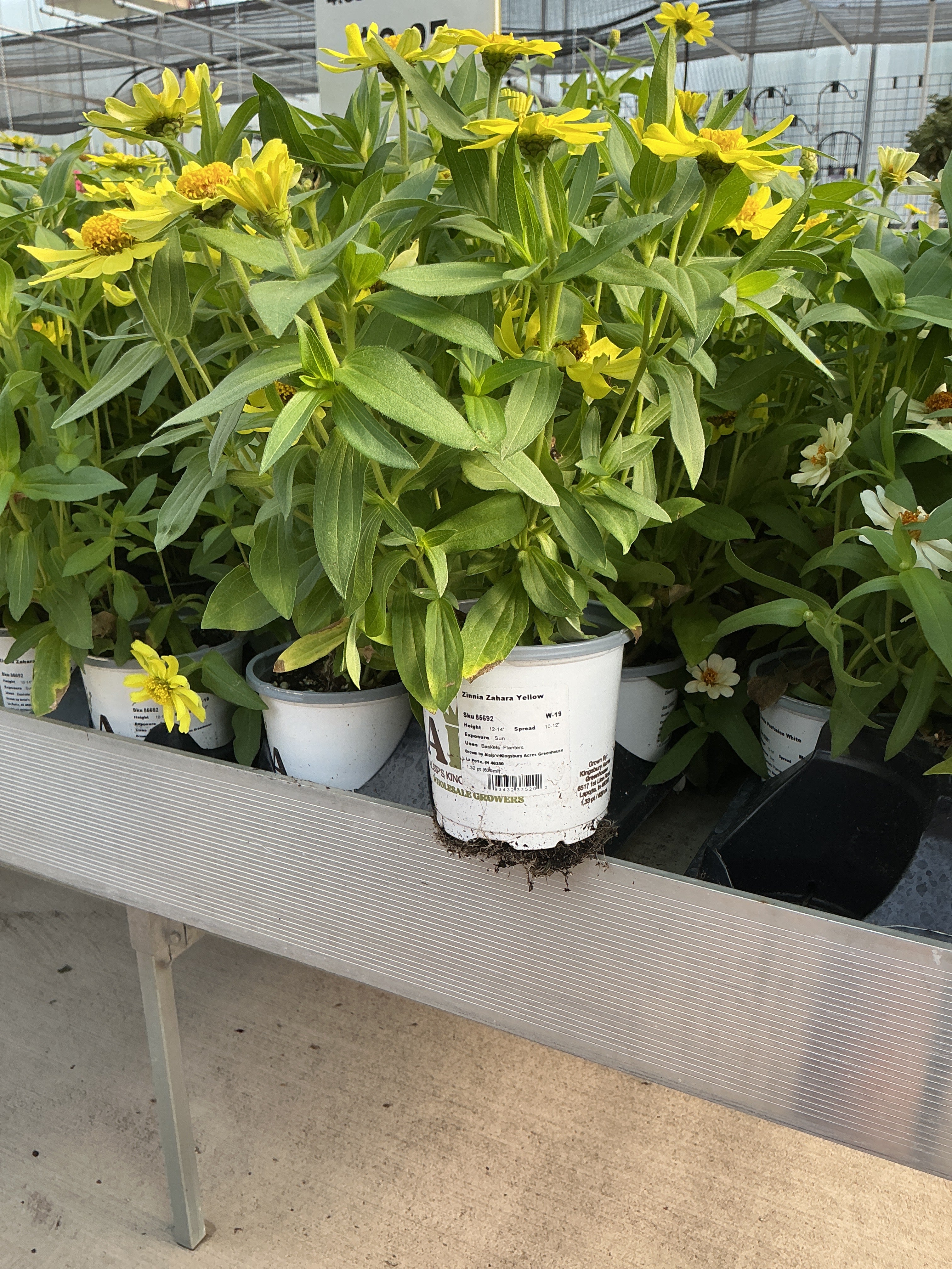 Zinnia Zahara Yellow  - 4.33" Premium Annual