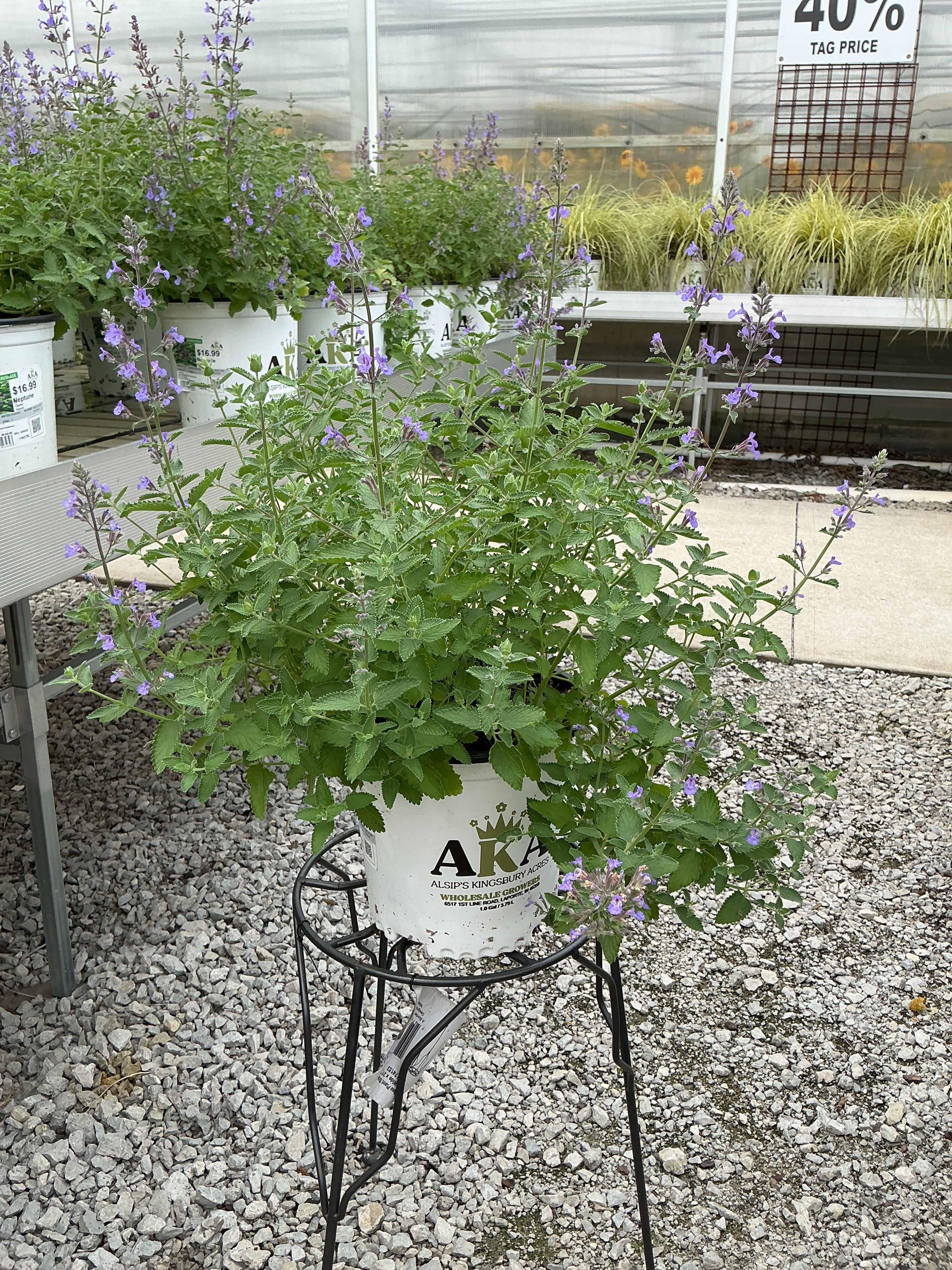 Nepeta Catmint Neptune