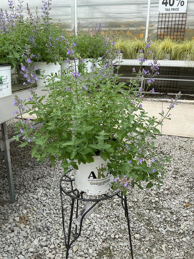 Nepeta Catmint Neptune