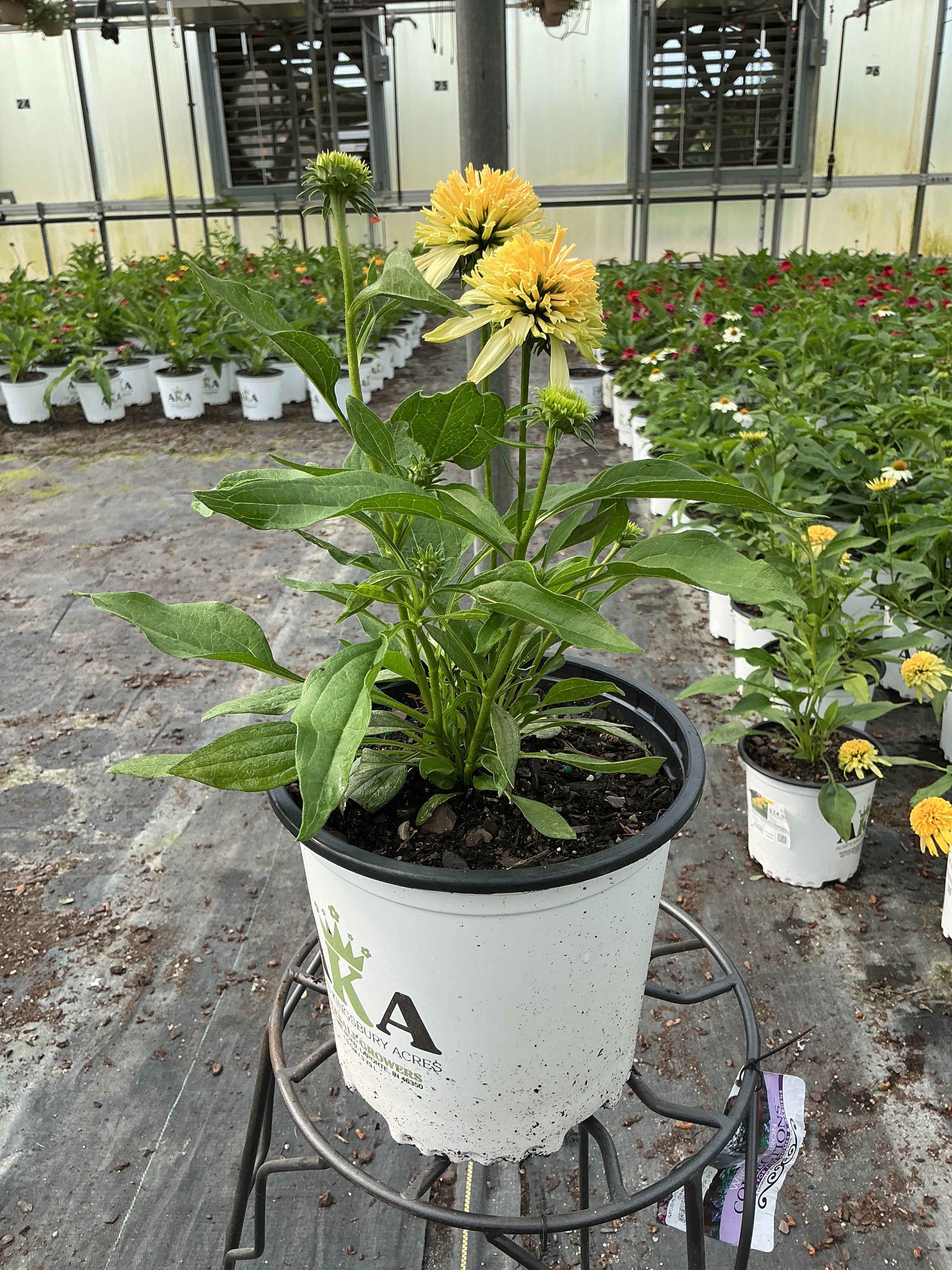 Echinacea Coneflower Cone-fections Lemon Drop