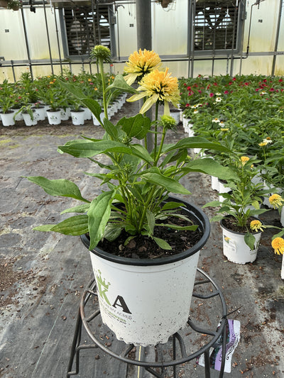 Echinacea Coneflower Cone-fections Lemon Drop