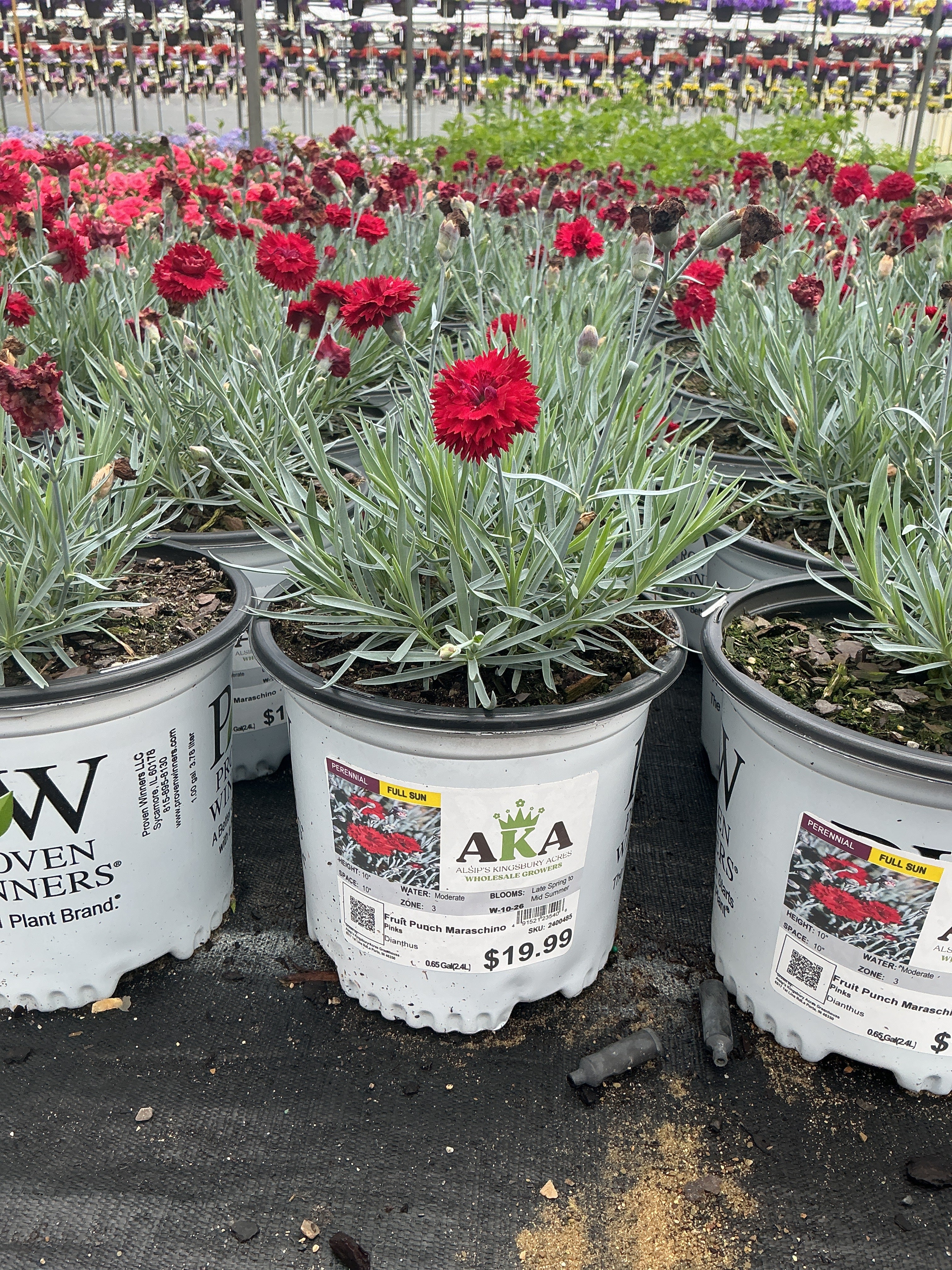 Dianthus Pinks Fruit Punch Maraschino - 6" Perennial