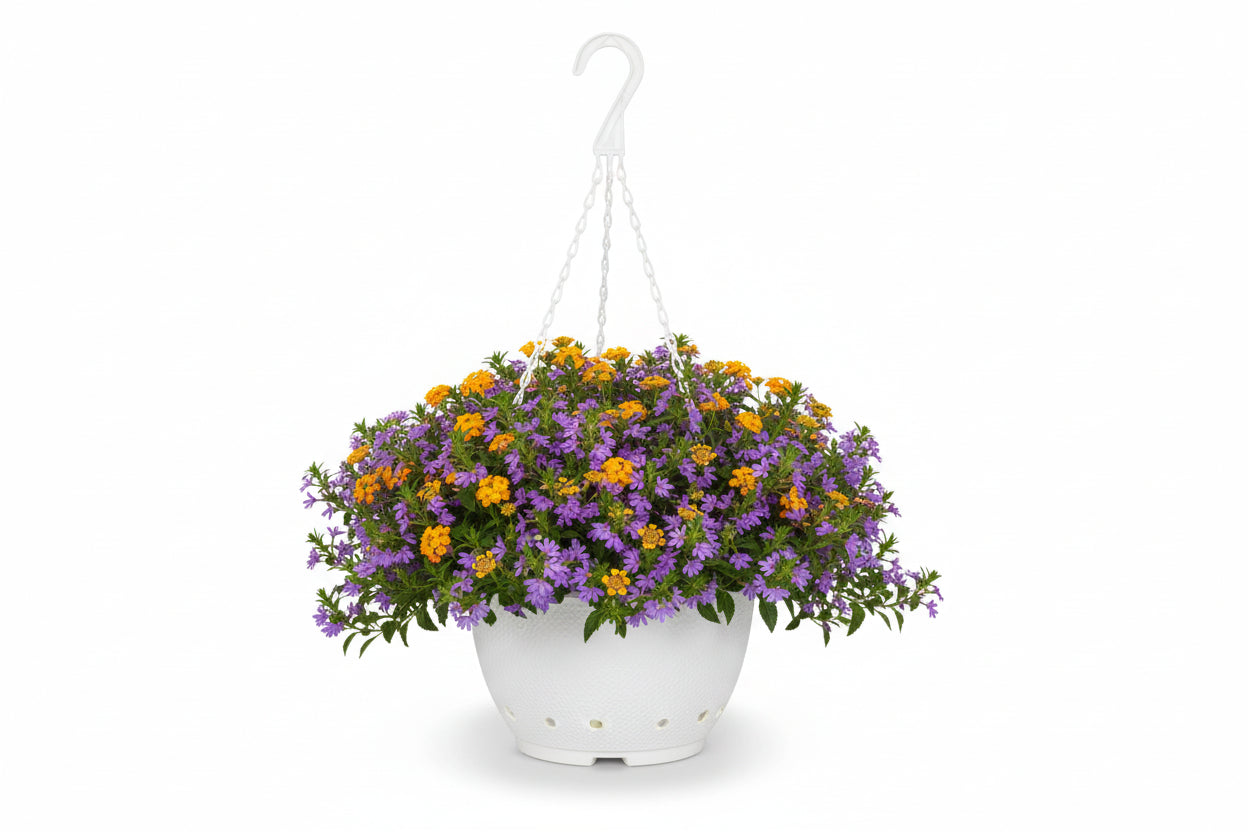 Kombo Blue Lightning Mix - 11" Hanging Basket