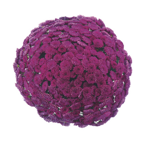 Adiva Purple - 5" Potted Garden Mum