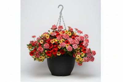 104 Who Knew Orleans - 11" Hanging Basket