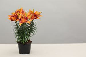 Lilium Lily Lily Looks Tiny Cosmic