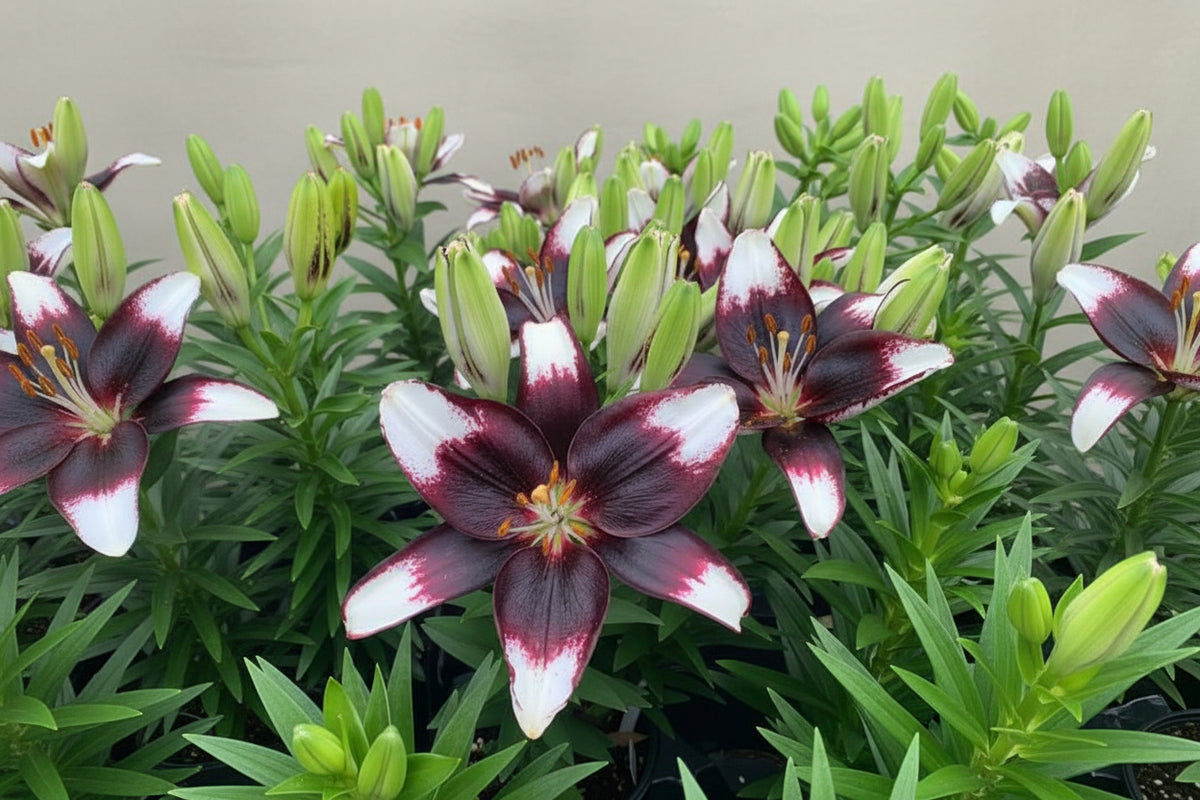 Lilium Lily Lily Looks Tiny Halo Eclipse