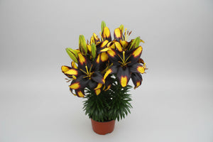 Lilium Lily Lily Looks Tiny Massive