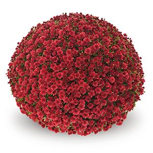 Jasoda Red - 8"x5" Potted Garden Mum