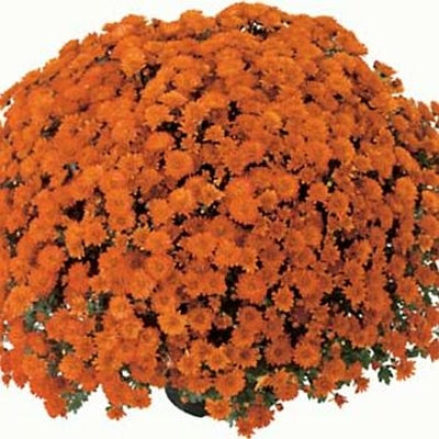 Urano Orange - 5" Potted Garden Mum