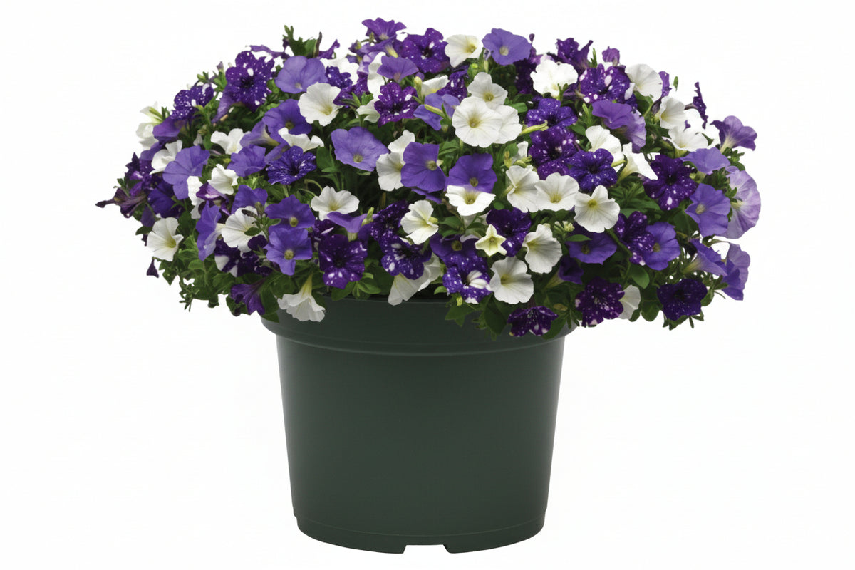 130 Sky's the Limit - 11" Hanging Basket