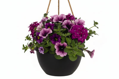 Confetti Purple Cleopatra - 8" Combination Hanging Basket