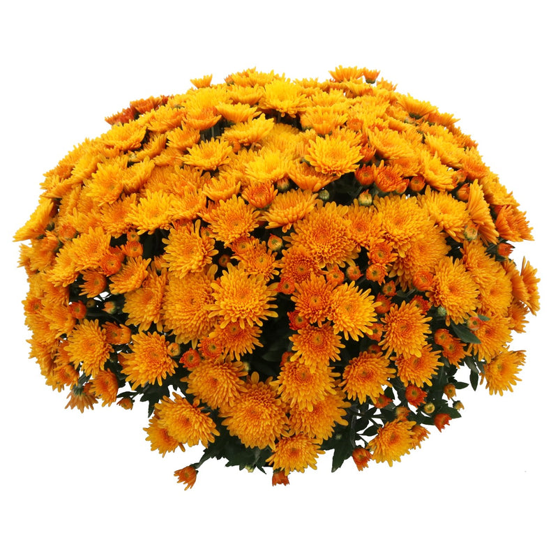 24 Kara Mum Bronze - 8"x5" Potted Garden Mum