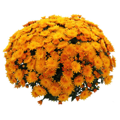 24 Kara Mum Bronze - 9"x6" Potted Garden Mum