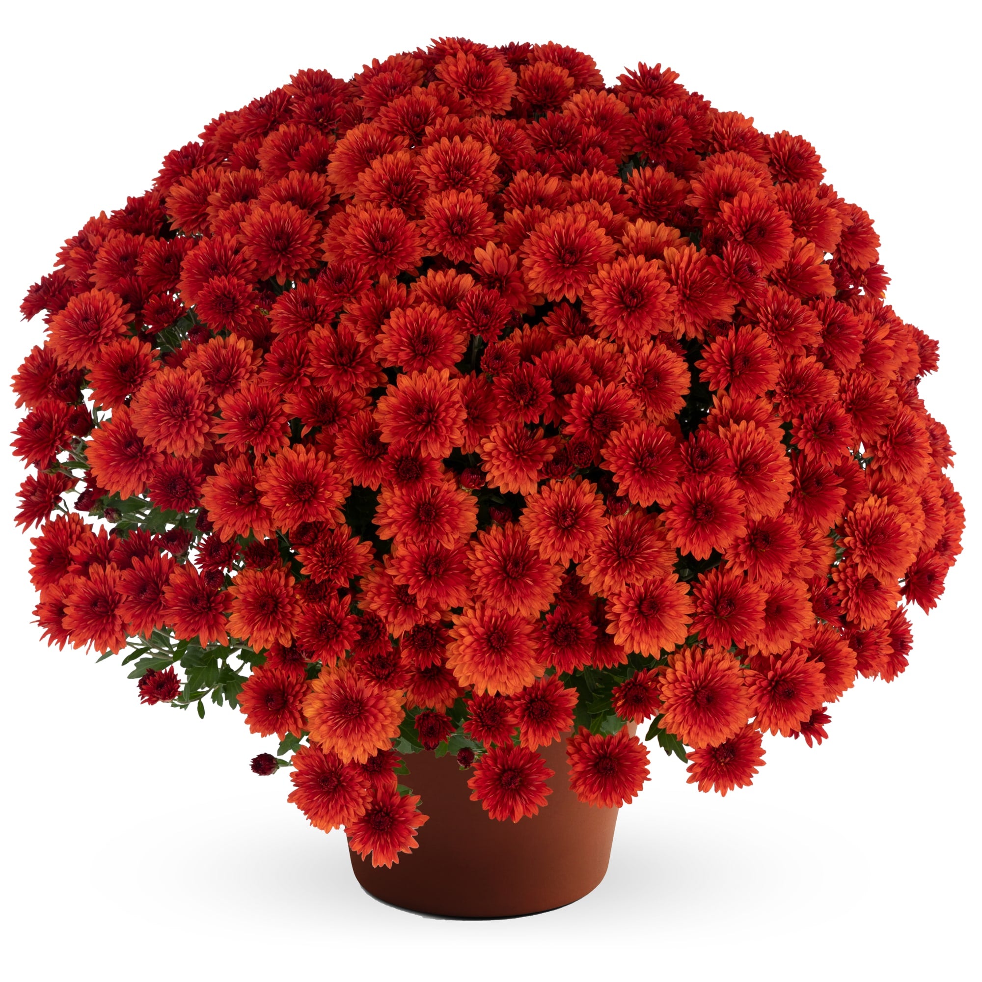 Judy Bronze - 8"x5" Potted Garden Mum