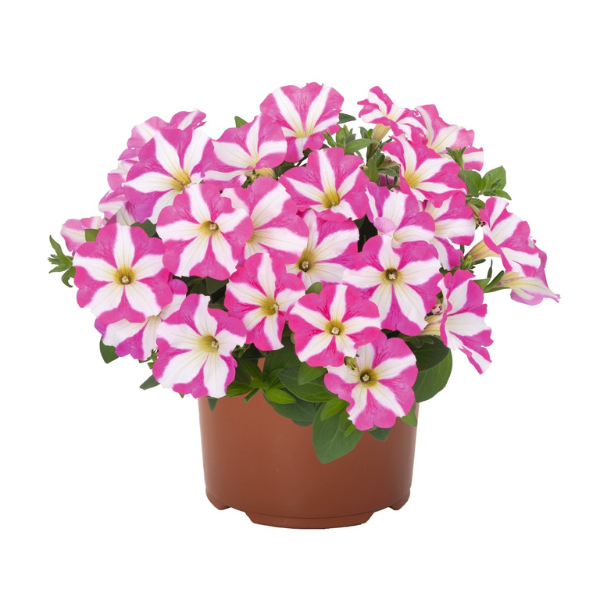 Petunia Sweetunia Windmill Pink - 11" Hanging Basket
