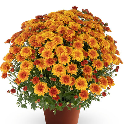 Beatrice Orange - 11" Garden Mum Hanging Basket