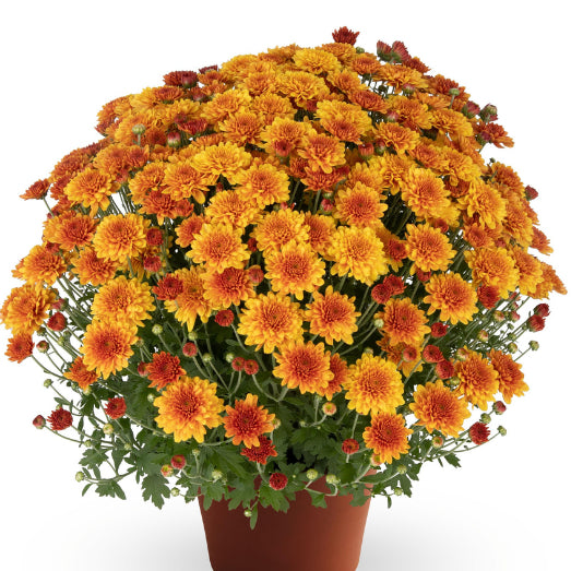 Beatrice Orange - 11" Garden Mum Hanging Basket