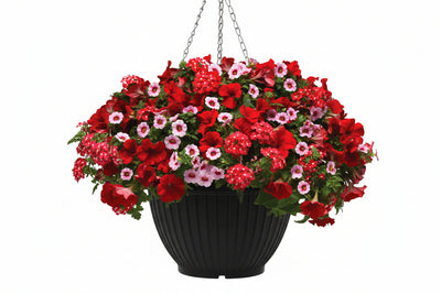 109 GLAMOUR Girl - 11" Hanging Basket