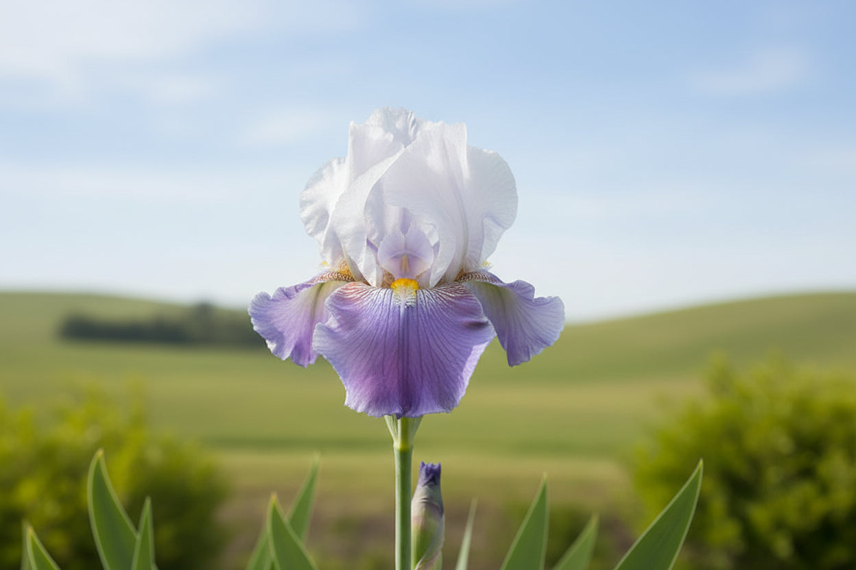 Iris Flags Latest Style